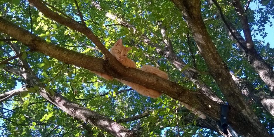 Accueil... chat l'heureux!