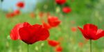 Coquelicots