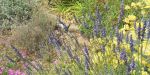 Jardin en fleurs