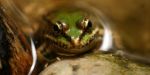 La grenouille