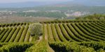 La vigne à Lagorce