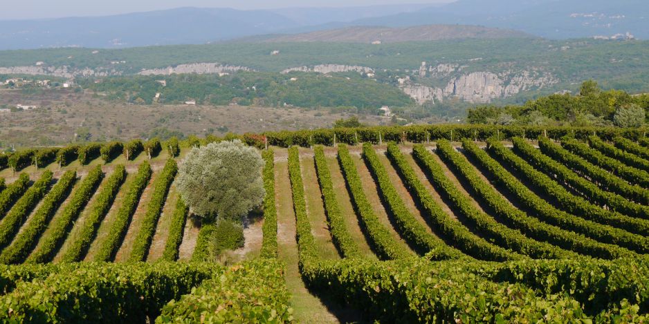 La vigne à Lagorce