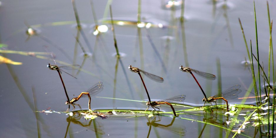 Libellules