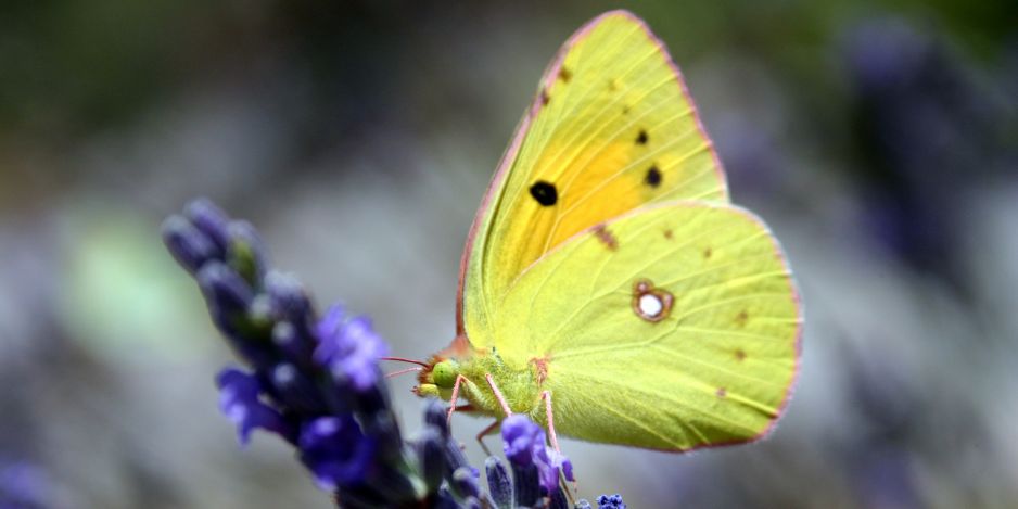 Papillon