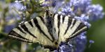 Papillon