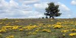 Plateau de Montselgues