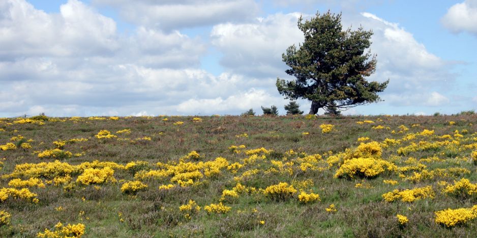 Plateau de Montselgues