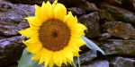 Tournesol